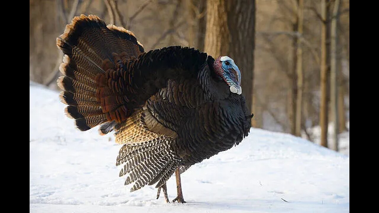 Dr Terrance Turkey Presents...After Lincoln by A J Langguth (Pt 11 of 66)