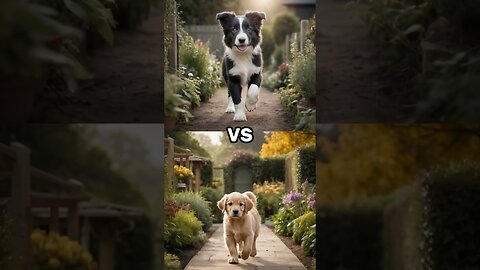 Cutest fight ever! Who's the strongest puppy?