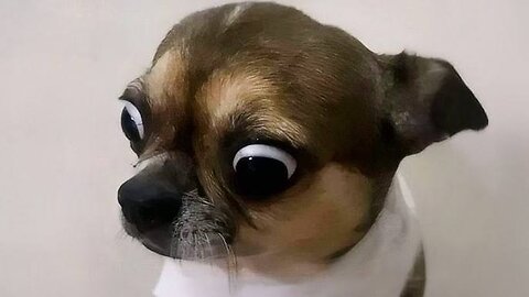 Funny animals dogs and cats video - Funny videos 😅😅😅😅
