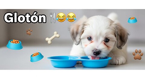 🐶 Cachorro divertido y glotón devora todo 🍗🍖 vs perro quisquilloso solo mira 🙄🍽😂