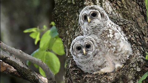Baby Barred Owl Visit