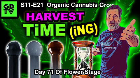 S11-E20 - Day 71 of Flower: How To Decide When To Harvest Cannabis (How WE Do It, Anyway!)