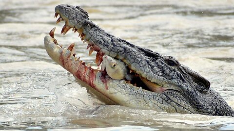 Top 5 Most Brutal Crocodile Attack Stories That Will Shock You