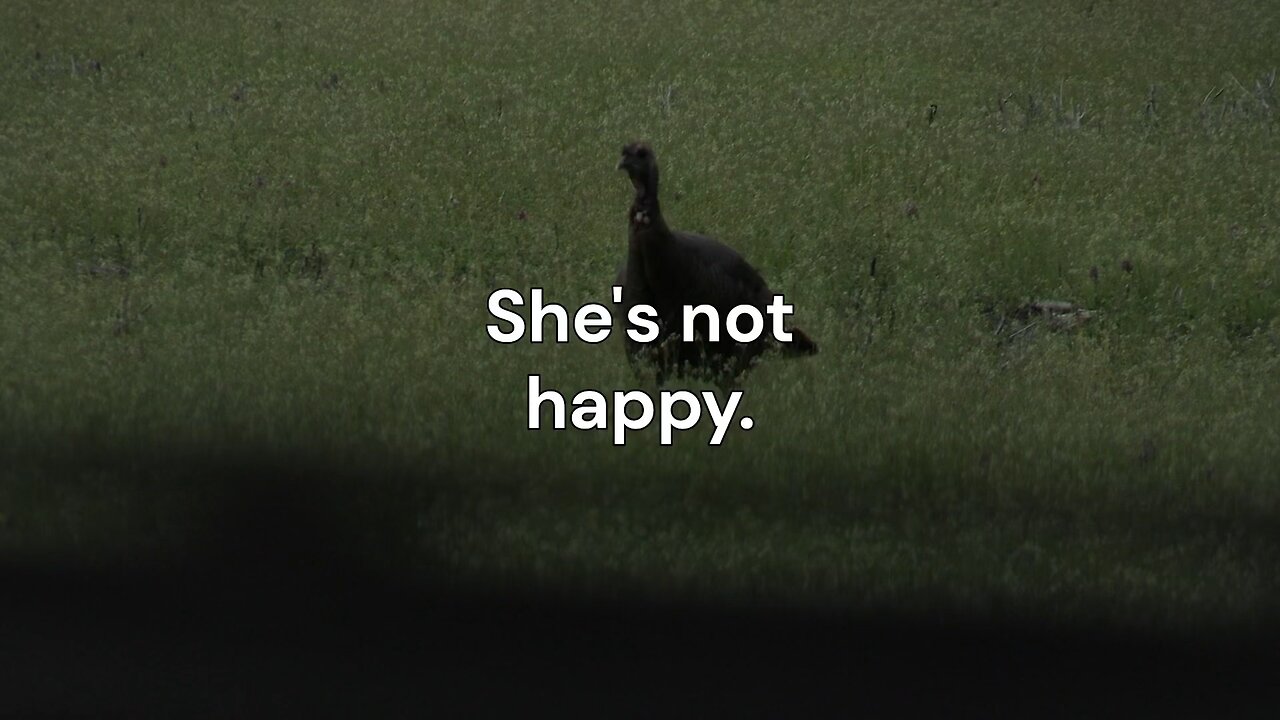 Mad as an old wet hen