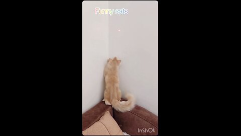 This Cat vs The Laser Dot 😂🔥 | Funny Cat Moments