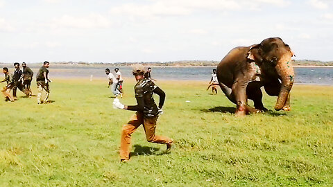Huge angry bull suffering from a painful ABSCESS|Wildlife warriors risk their lives to save him