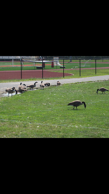 Geese changing behavior, arriving past sunset - www.geesebusters.com