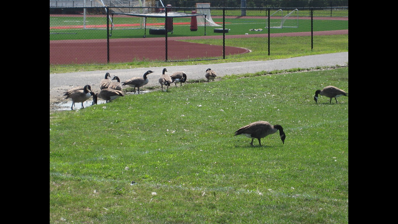 Geese changing behavior, arriving past sunset - www.geesebusters.com