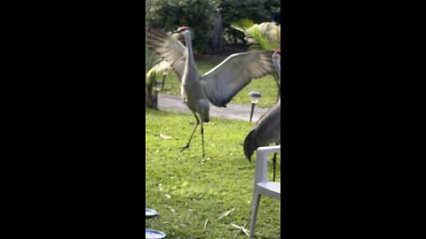 Crazy 🤪 Sandhill crane jumping around