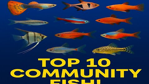 Top 10 Community Fish!