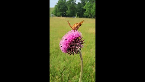 Butterfly on thistle