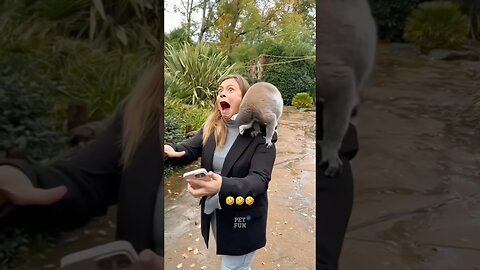 Funny Animals #funnyanimals #animals #pets #shorts