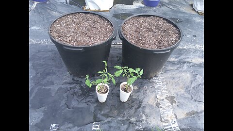Hossinator Tomato Experiment 7/19/25