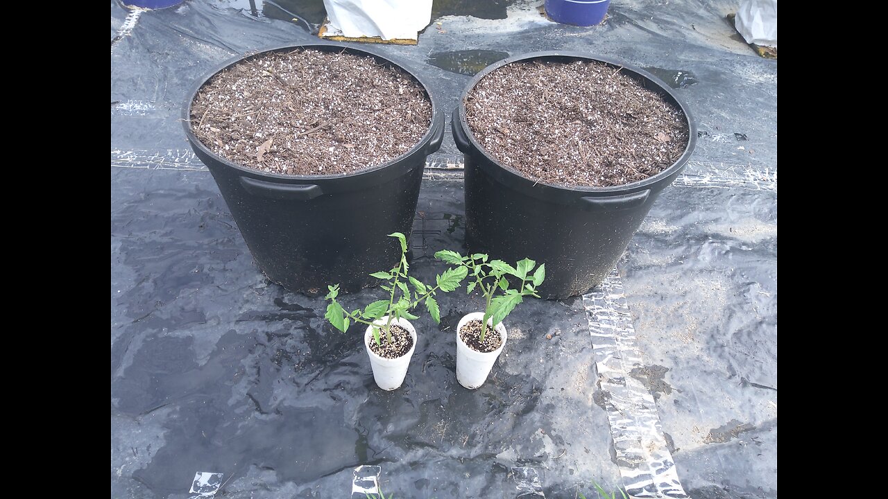 Hossinator Tomato Experiment 7/19/25