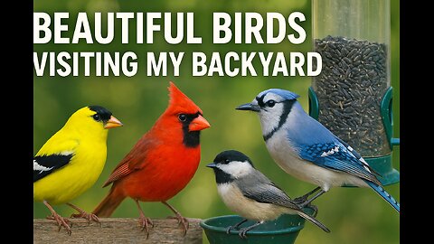“Beautiful Birds Visiting My Backyard”
