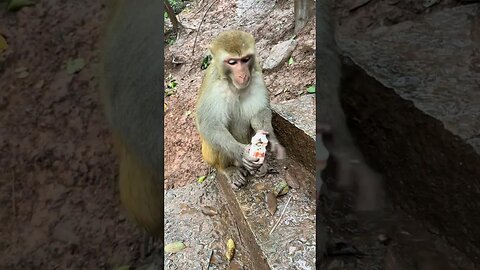 A mysophobic monkey is a fastidious monkey