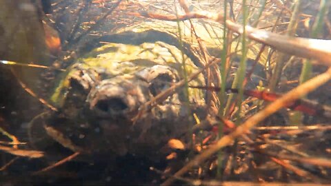Snapping Turtle
