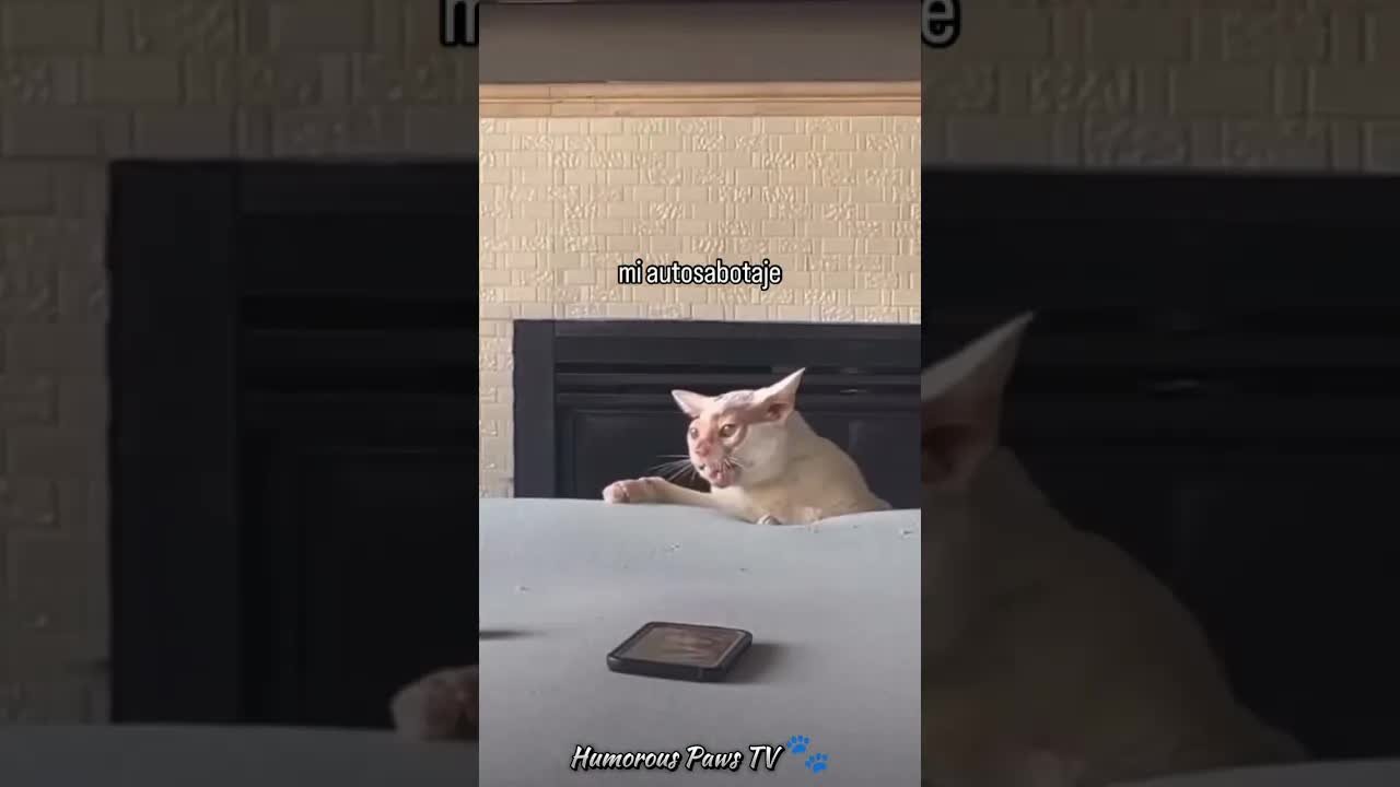 Funny animals 2024😂- Funniest Cats and Dogs Video😹🐶