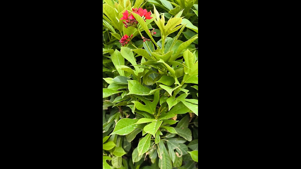 bird n flower