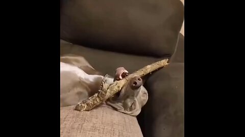 Don't wake me up🐕🤣