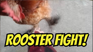 Chip Tyson's Punchout!! Little Rooster With A BIG ATTITUDE!