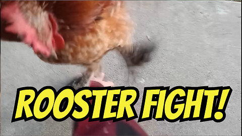 Chip Tyson's Punchout!! Little Rooster With A BIG ATTITUDE!