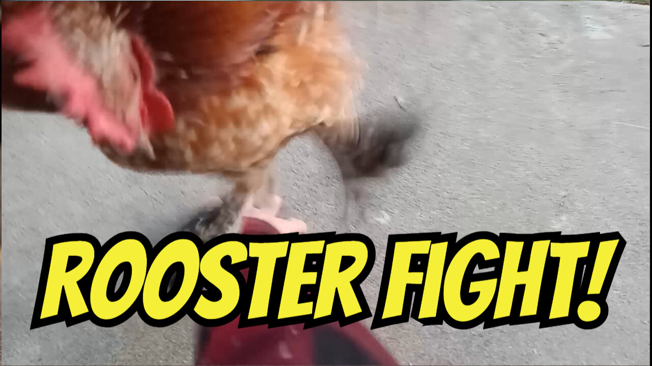 Chip Tyson's Punchout!! Little Rooster With A BIG ATTITUDE!