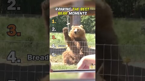 Ranking The Best Bear Moments