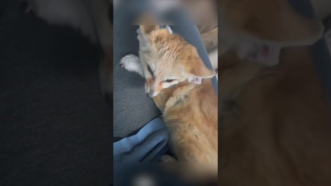 Fenek lost his house and the man was able to give him a new family