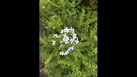 Montour Woods Trail! #yeshua #jesus #hiking #nature #hikingtrail #naturetrail #adventure