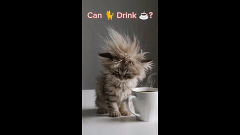 Can Cats Drink Coffee? #cat #catshorts #cutebaby #cutecat
