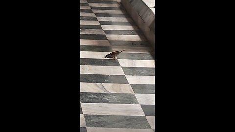 Sparrow