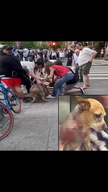 2 pit bulls maul a service dog in New York City, hoping dog survives