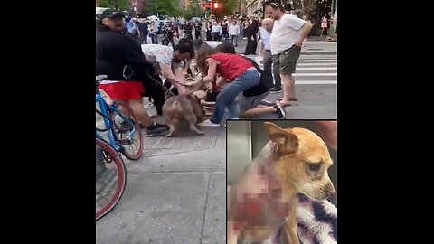 2 pit bulls maul a service dog in New York City, hoping dog survives