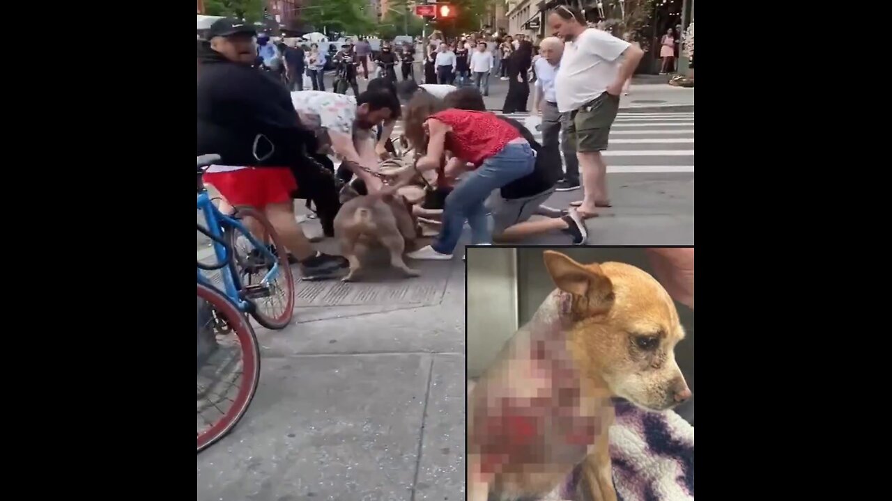 2 pit bulls maul a service dog in New York City, hoping dog survives