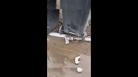 save puppy's