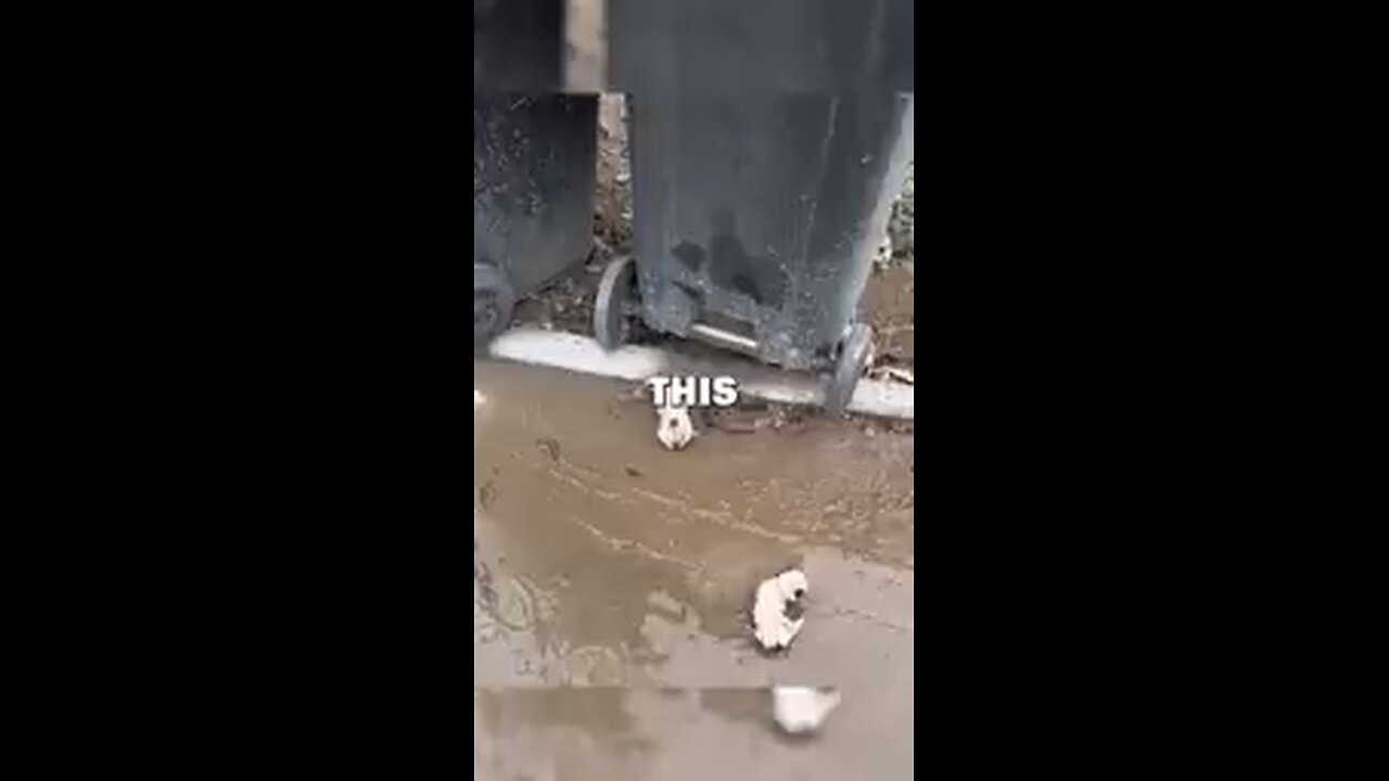 save puppy's