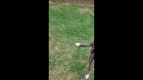 Frisbee