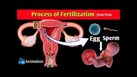 Fertilization(Conception) Process in Urdu/Hindi | Conception Explained in Urdu | Pregnancy