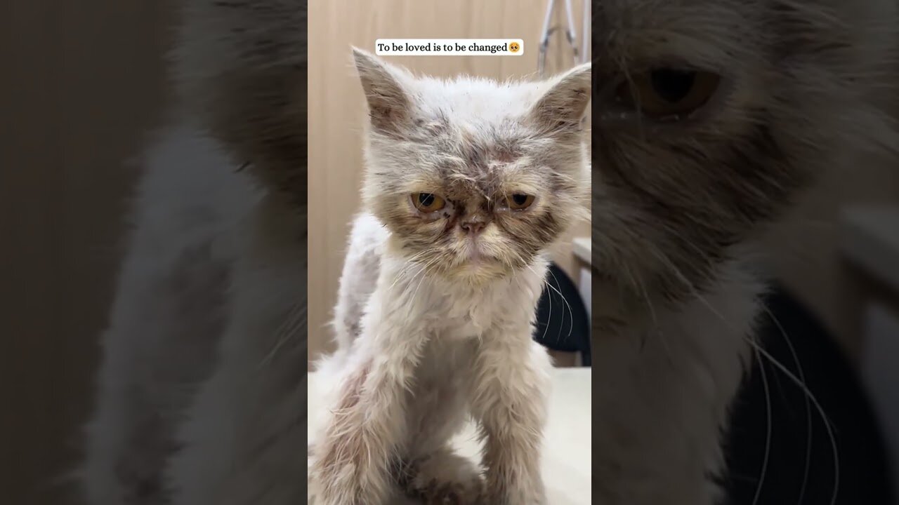 Кота выбросили выживать на улице, но девушка спасла его