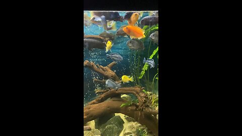 Fish feeding time