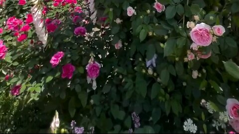 Relaxing Morning, Birds and Gorgeous Flowers, Nature Ambiance Part 11 birds birds singing nature