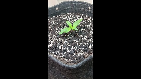 Gorilla Cookies auto week 1 day 1