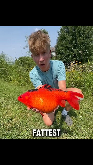 Unbelievable FAT Wild Goldfish Was Sick In Pond
