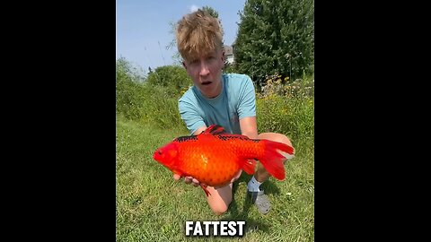 Unbelievable FAT Wild Goldfish Was Sick In Pond