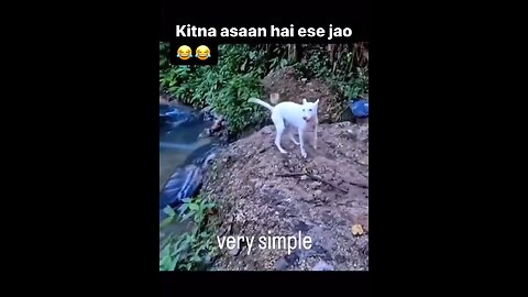 Funny Moments Dog #trending #rumble