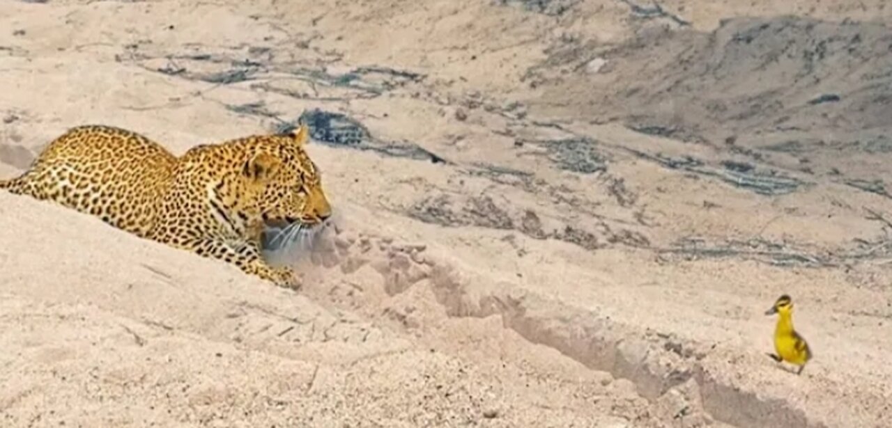 Innocent Baby Bird Walk s up to Leopard . Crazy Ending