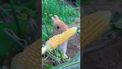How does the bunny eat corn
