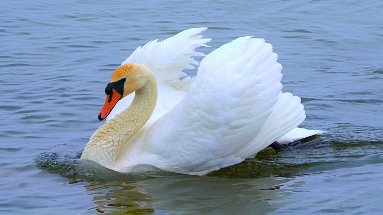 Male Mute Swan Exhibits Aggressive Posturing
