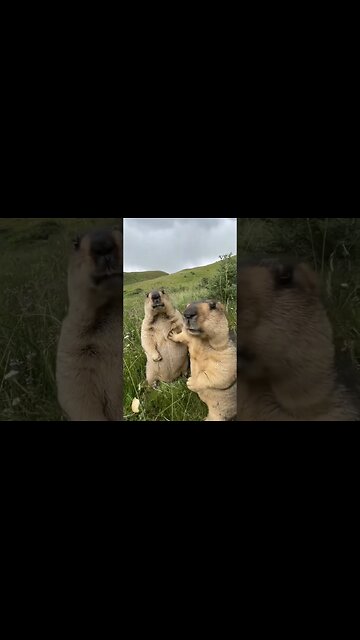 Groundhog #cute #animals #groundhog